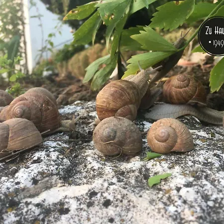 Zu Hause 1949 Gasthuis 3*