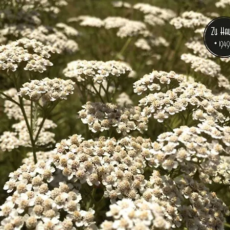 Zu Hause 1949 Gasthuis 3*