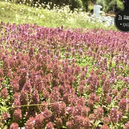 Zu Hause 1949 Gasthuis Markdorf