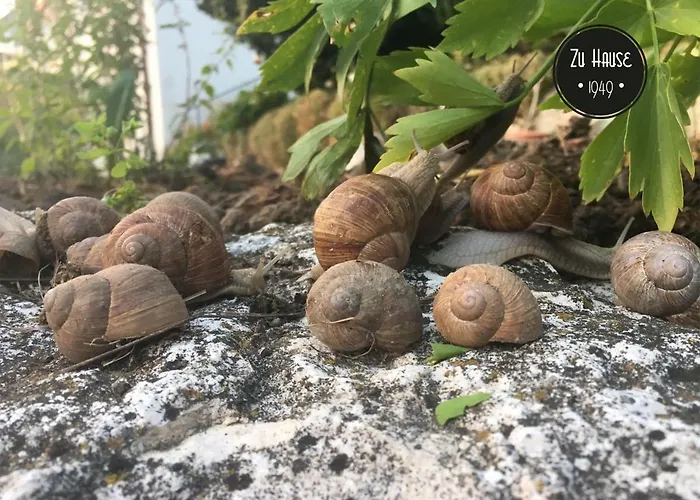 Zu Hause 1949 ゲストハウス 3*