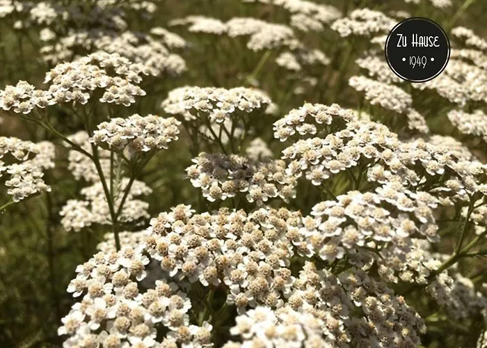 Zu Hause 1949 Konukevi 3*